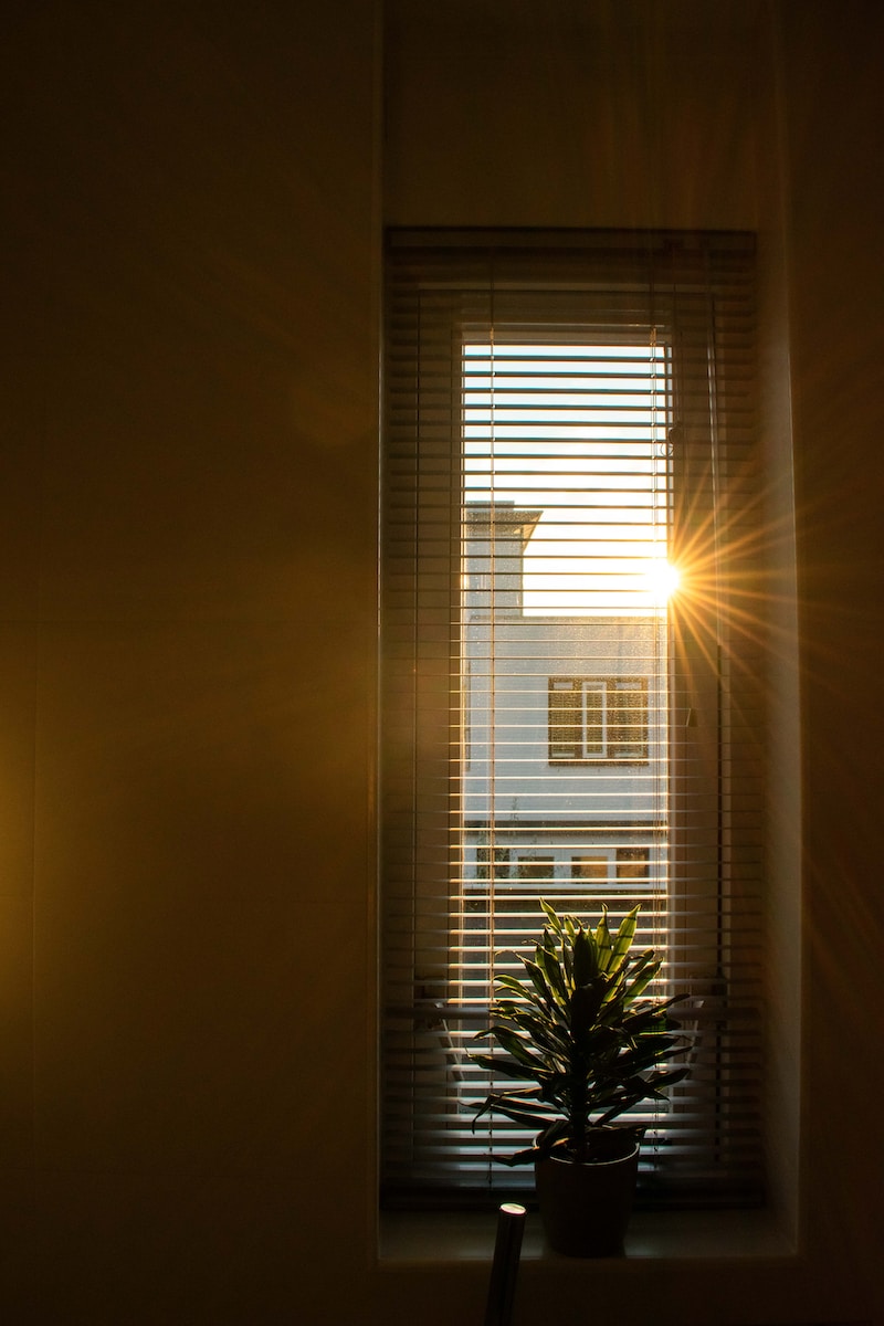 the sun shining through a window with a potted plant in front of it